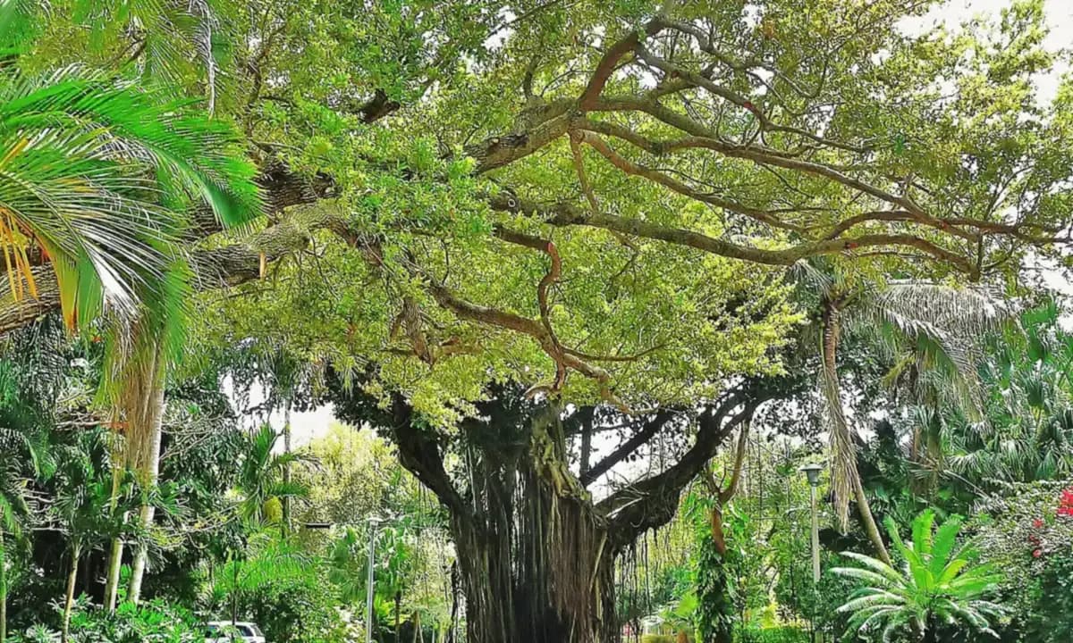 A tree-lined residential street in Coconut Grove, Miami