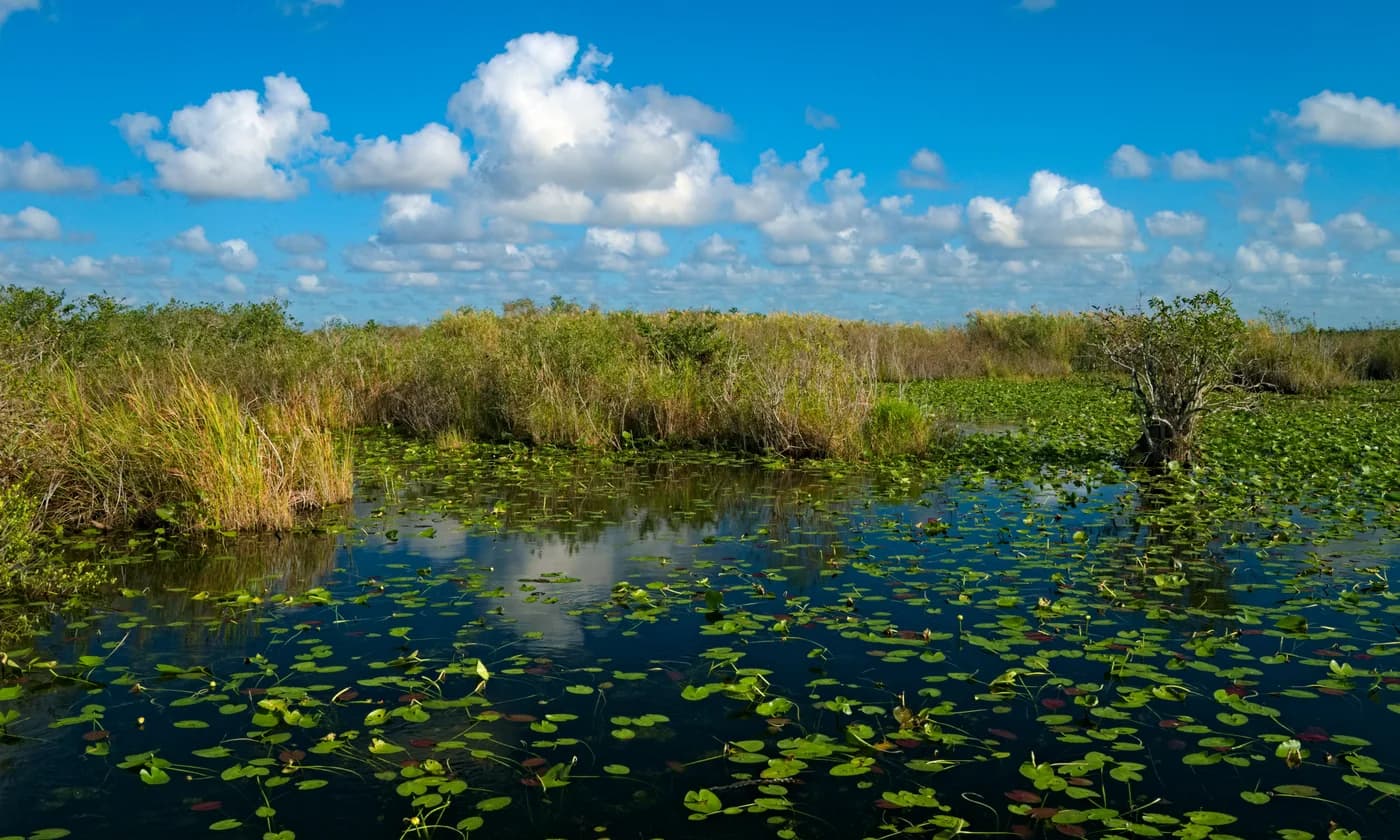 A pond beside the Anhinga Trail in Everglades National Park