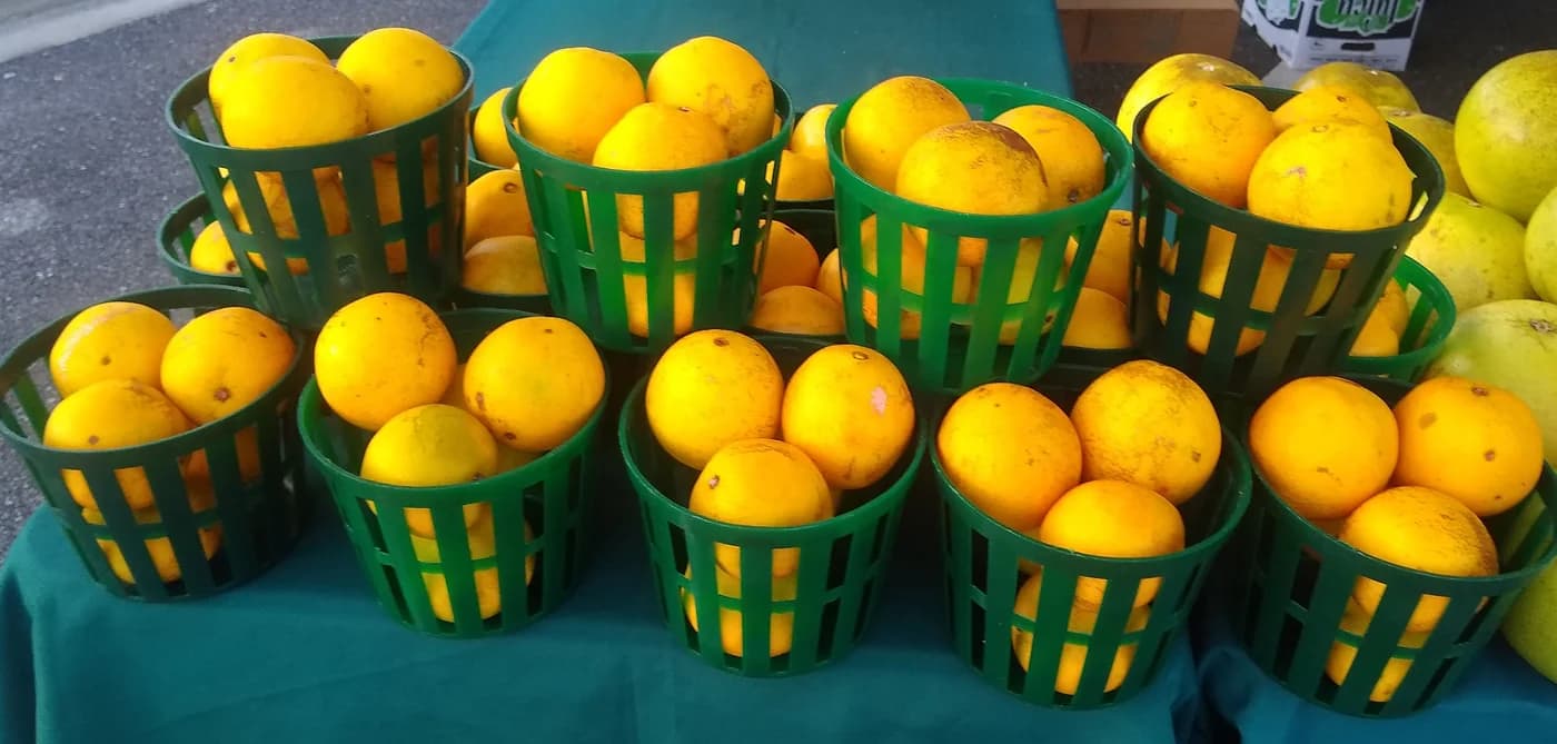 Oranges at a Florida farmers market, shown as a produce reference