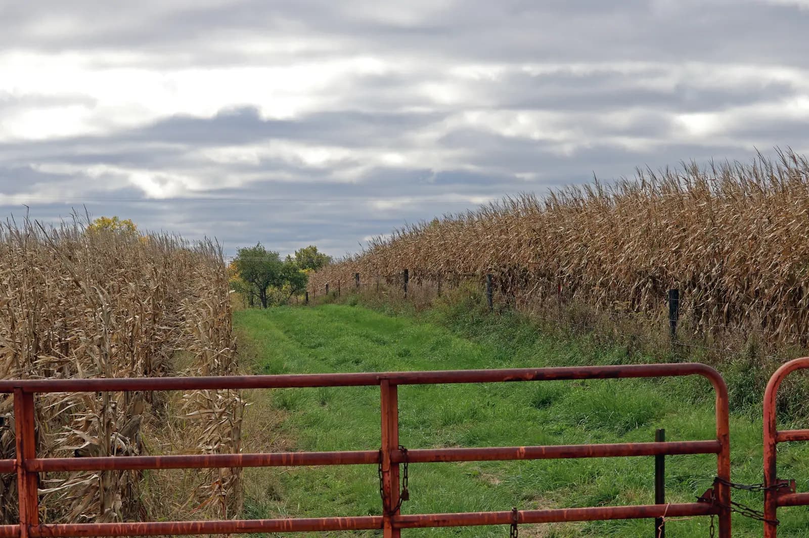 Fotografía de referencia de un campo de maíz en Iowa