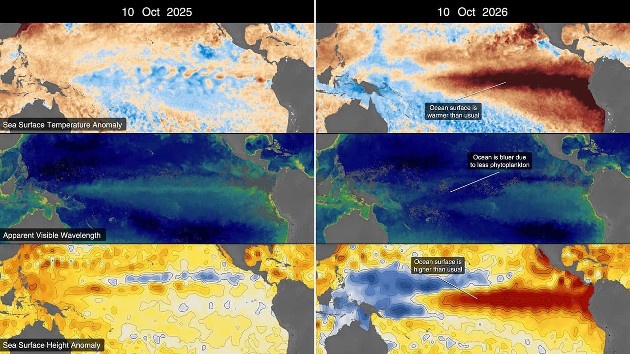 NASA visualization comparing Pacific Ocean conditions associated with El Niño