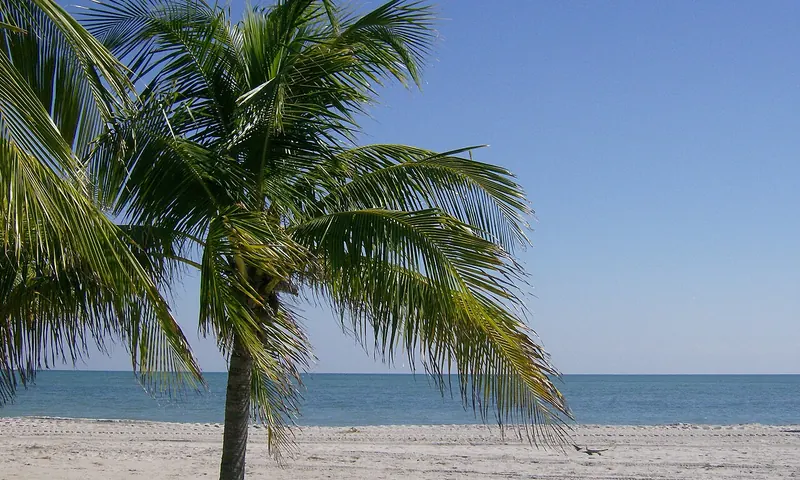 Palmeras en la playa en Crandon Park en Key Biscayne
