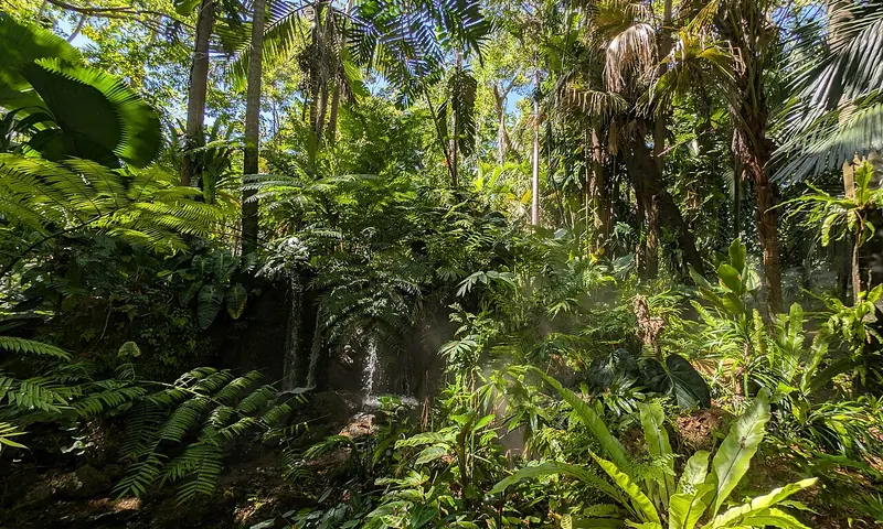 Plantas tropicales y caminos de jardín en Fairchild Tropical Botanic Garden