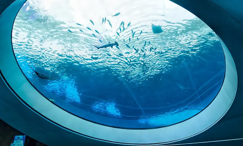 El óculo del acuario en el Museo de Ciencias Frost