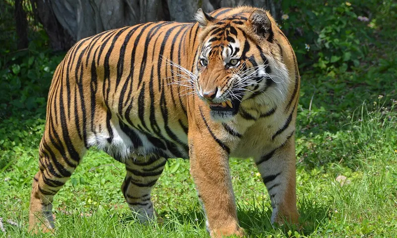 Tigre de Sumatra fotografiado en Zoo Miami